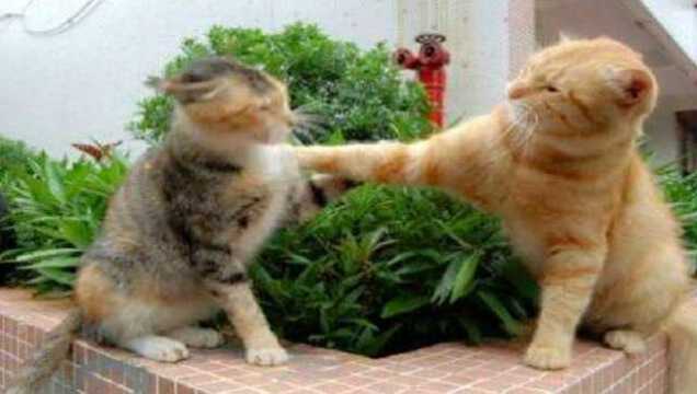 各种猫猫打架视频大杂烩_腾讯视频