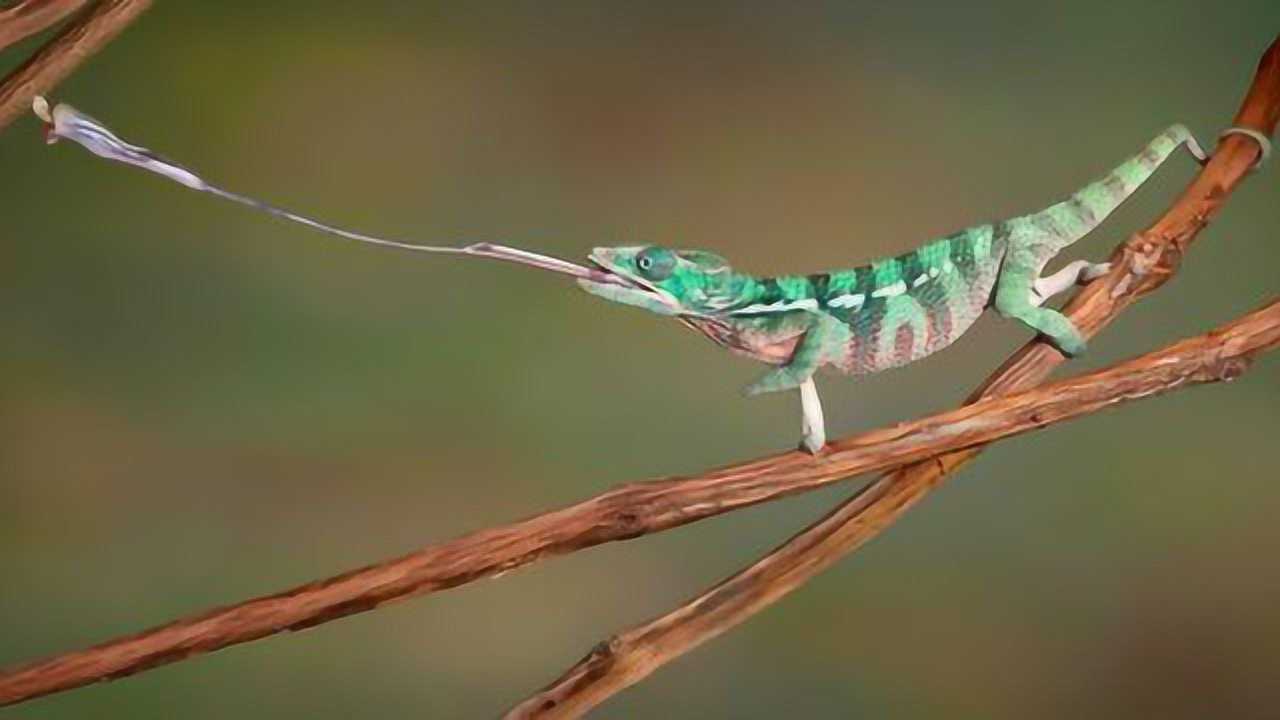 变色龙伸出的舌头长度竟是自己身体的两倍长_腾讯视频