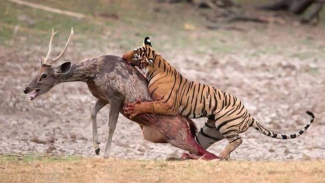 罕见!十个动物世界里最疯狂的厮杀,忍不住看了10遍