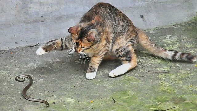 小猫路遇一条毒蛇,果断使出大招,上演猫蛇大战!