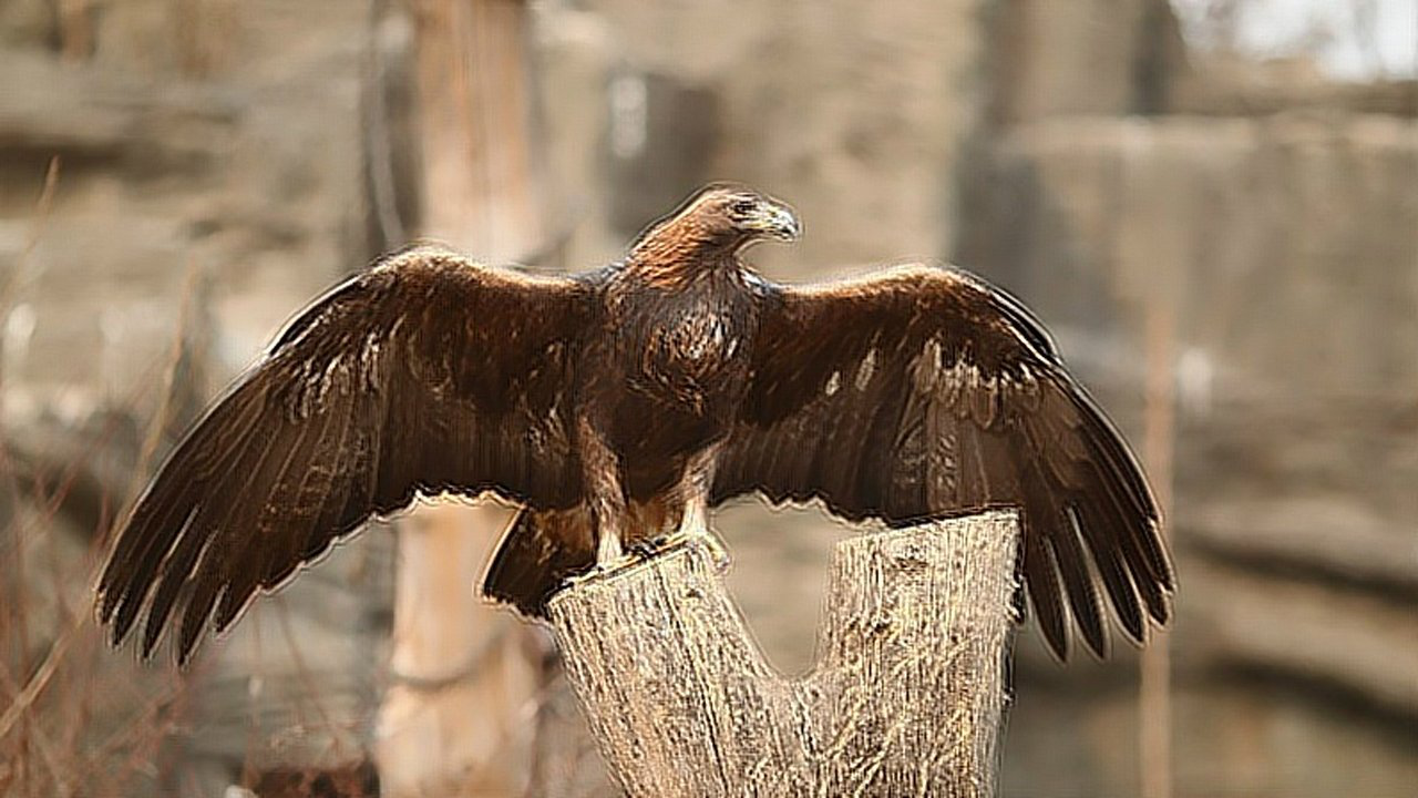 世界上最大的鸟金雕翼展达23米食肉猛禽甚至可以秒杀恶狼