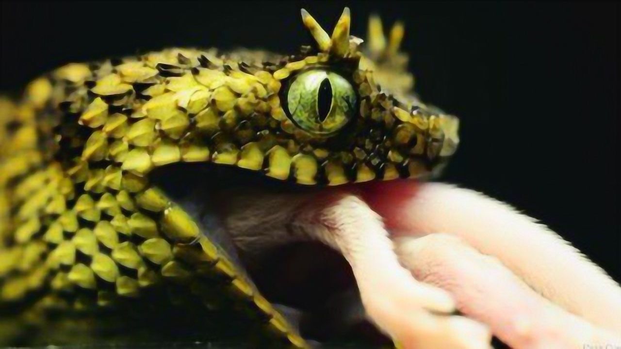 江苏居民在茅山发现奇怪动物满身鳞甲酷似龙专家解释令人无语