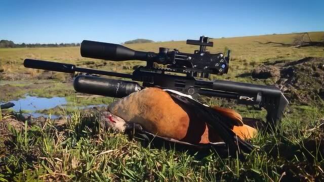 小伙子用fx冲撞者猎杀野鸭,八十米爆头,就是这么轻松简单!