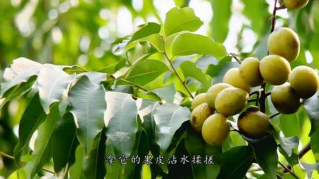 这种果实里包含了天然洗衣液,一个月之后白头发变黑头发!