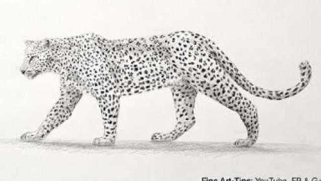 简笔素描教学3分钟教你画一只豹子超简单