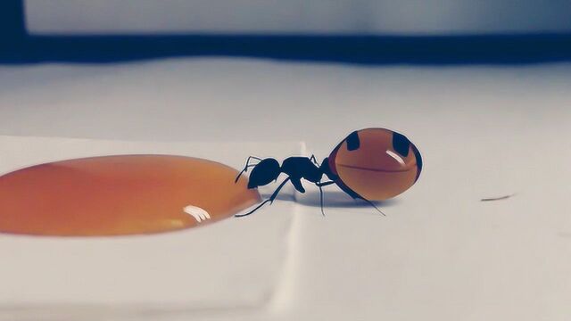 蚂蚁王后喝蜂蜜的样子