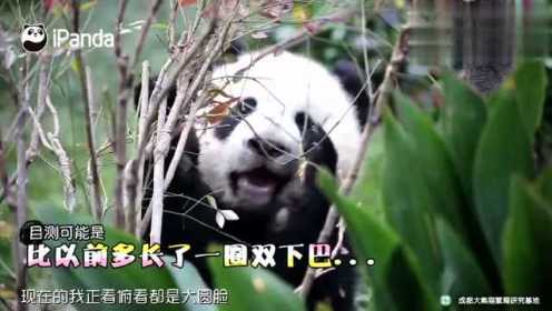 大熊猫文文的自我介绍，熊猫界的大帅哥