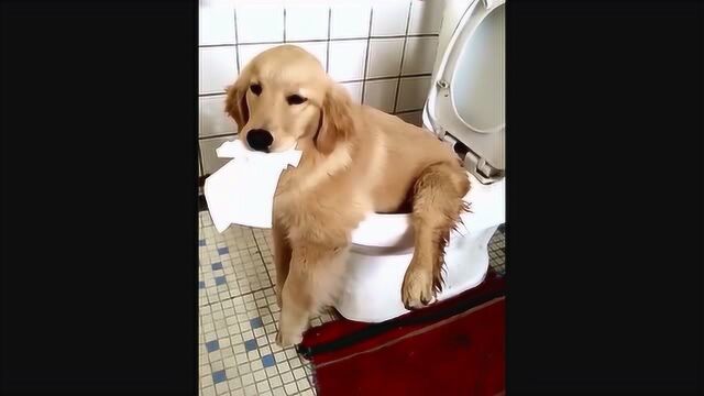 一只拉粑粑会坐马桶的金毛犬