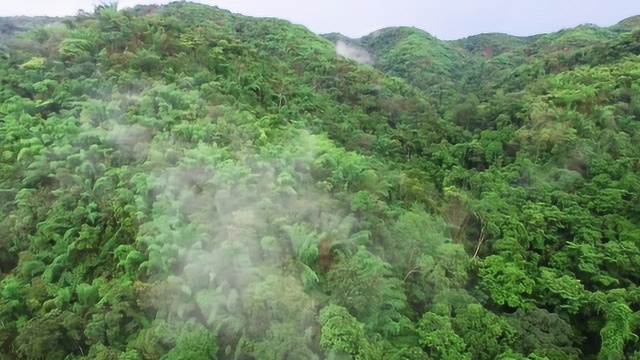 无人机航拍云南西双版纳原始森林雨后的热带雨林真的很漂亮