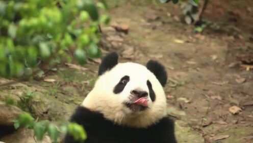 熊猫频道四周年玩转嘉年华