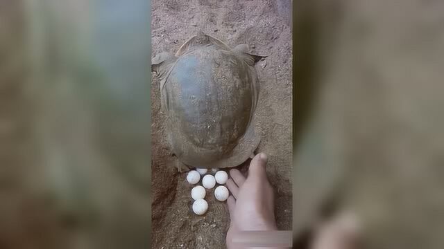 老鳖下蛋小圆球晶莹剔透