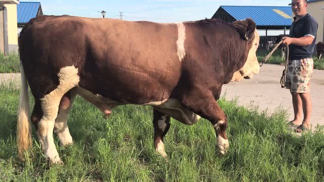 德信种公牛22215525