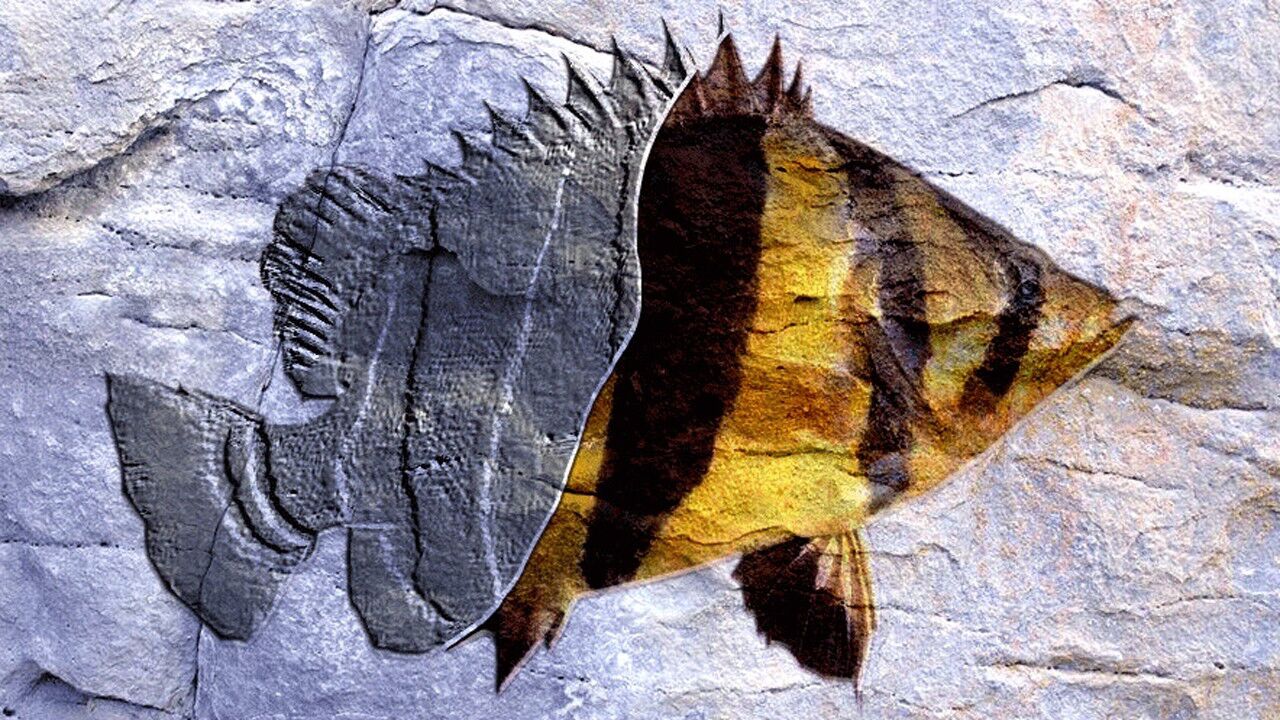 026期丨泰国虎鱼一种渐渐消失在我们视线的热带鱼