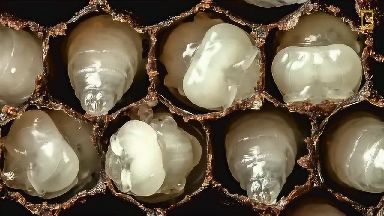 蜜蜂巢穴里的幼虫在镜头快放下变成蜂蜜,还敢吃蜂蛹吗