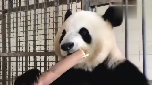成都身边事  一个熊猫吃竹子的视频 小布我整整看完了4分钟