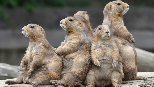 土拔鼠一家大小相互紧靠减少体温流失来冬眠度过寒冬!