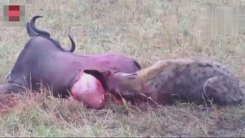 残酷的生存法则 非洲鬣狗活活把野牛活吃至死 不忍直视