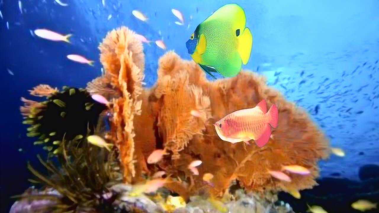 海底游动的鱼视频_高清1080P在线观看平台_腾讯视频
