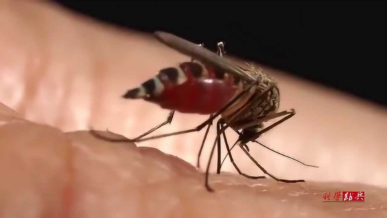 放大8000倍后镜头下吸血的蚊子肚子是这个颜色的