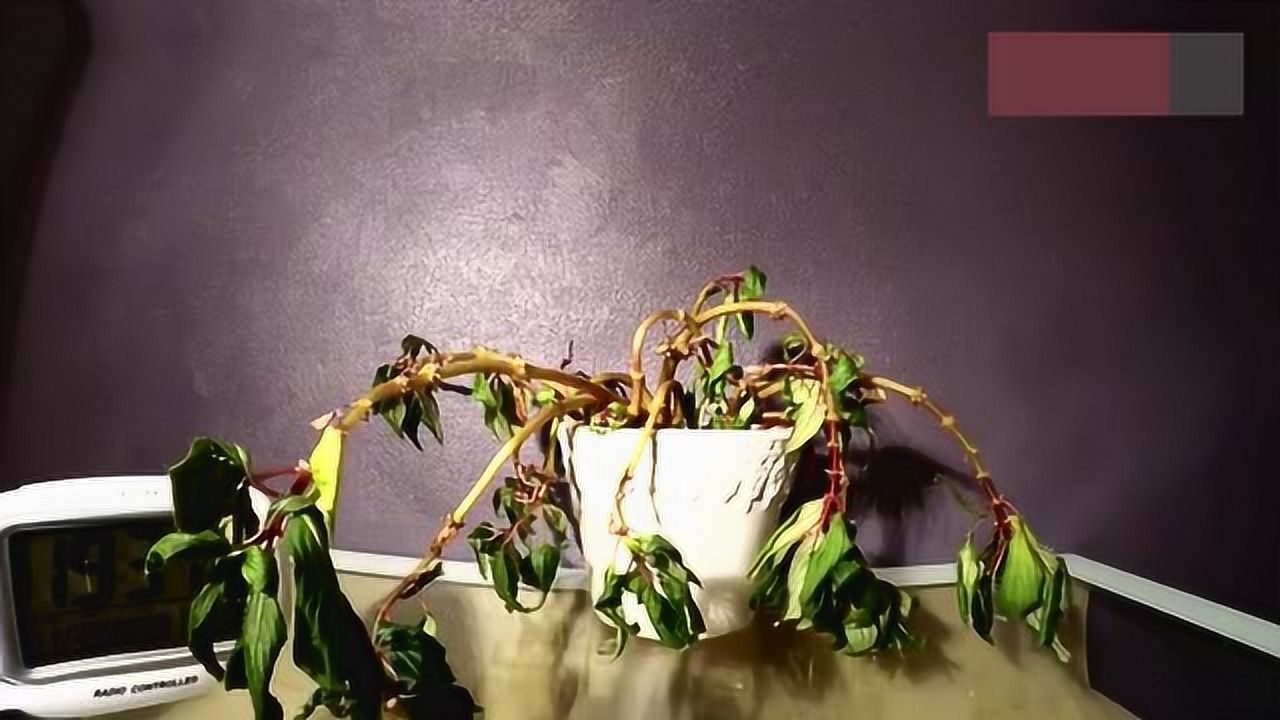 一盆严重缺水的花,在浇水后延时拍摄复活全过程