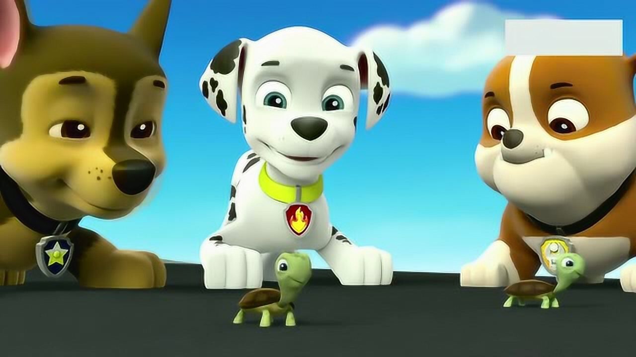 汪汪队立大功:可爱的小乌龟