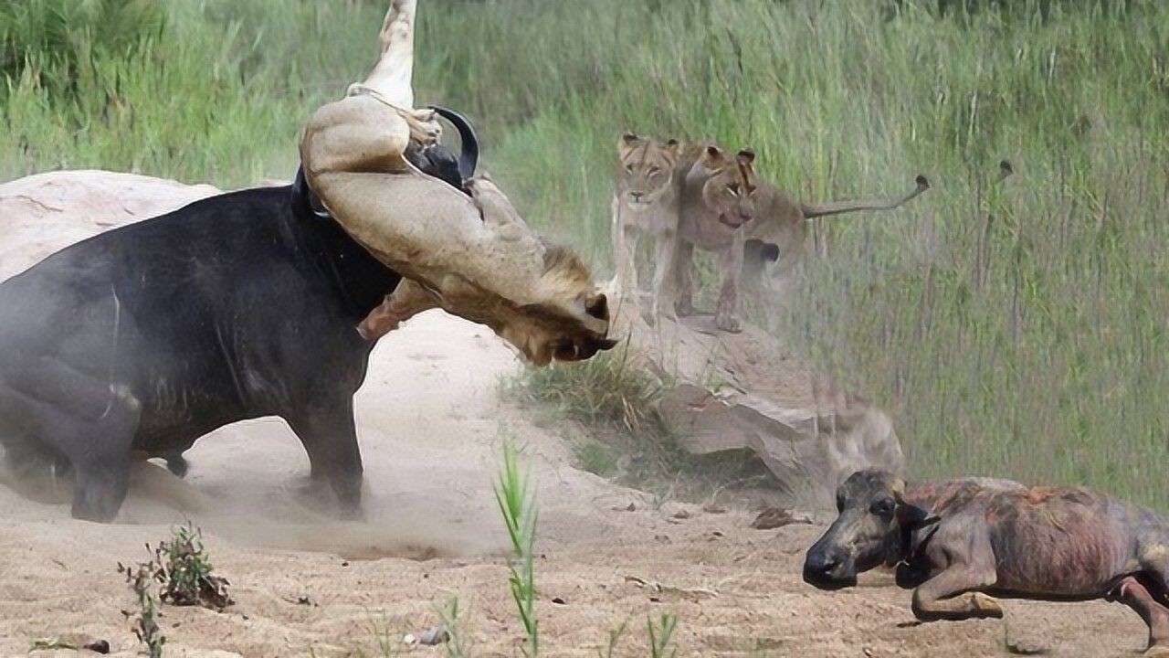 狮子草丛埋伏水牛群水牛慌乱之下扑杀过来结局让人难以置信