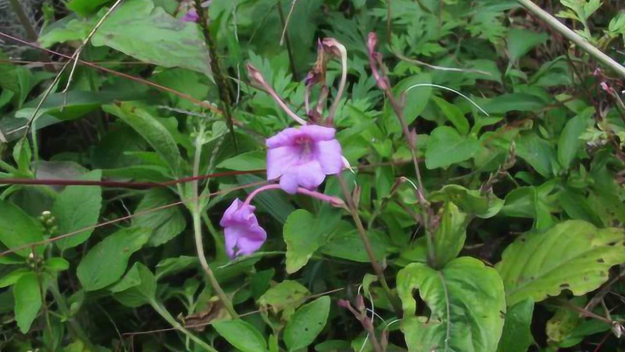 咳嗽肺结核治不好?山里称它"麒麟草",偏偏治肺结核有疗效!