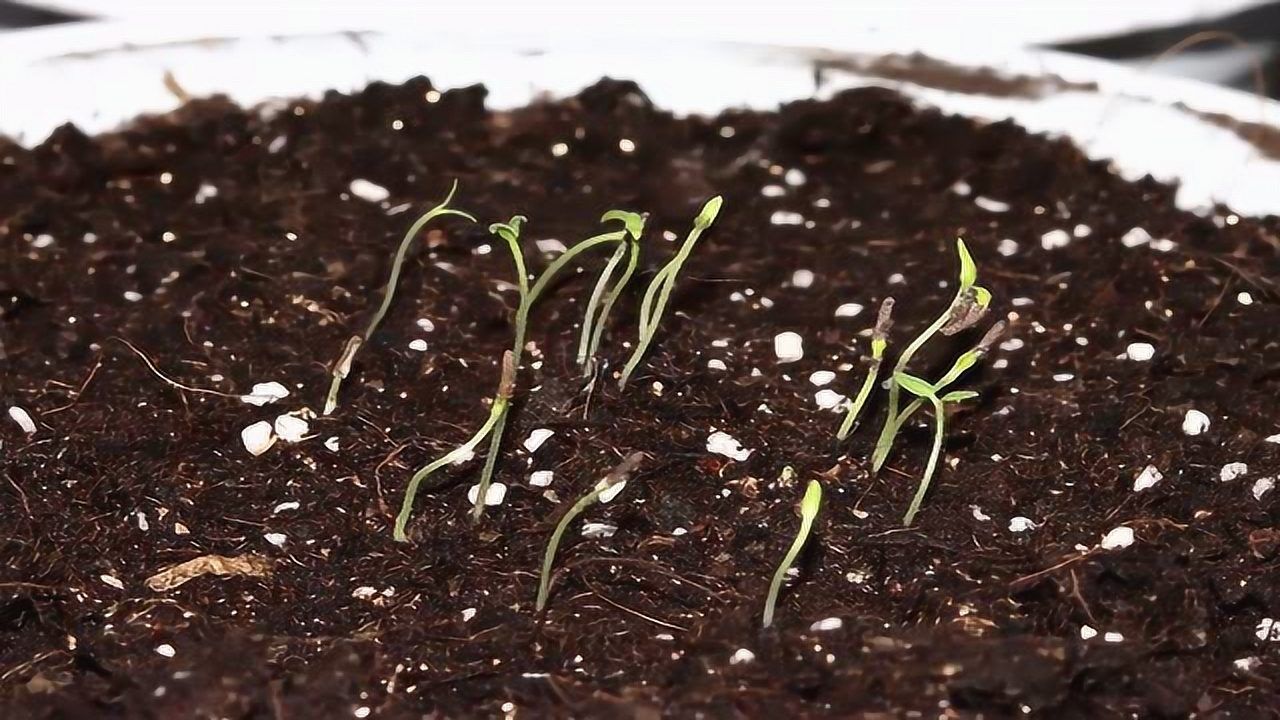 美女樱种子发芽