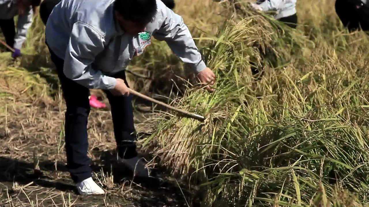 五常大米小农夫