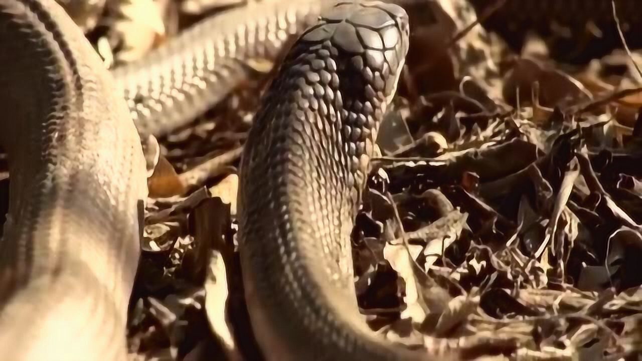 公眼镜蛇王看上母眼镜蛇王,不为别的,是为了吃它