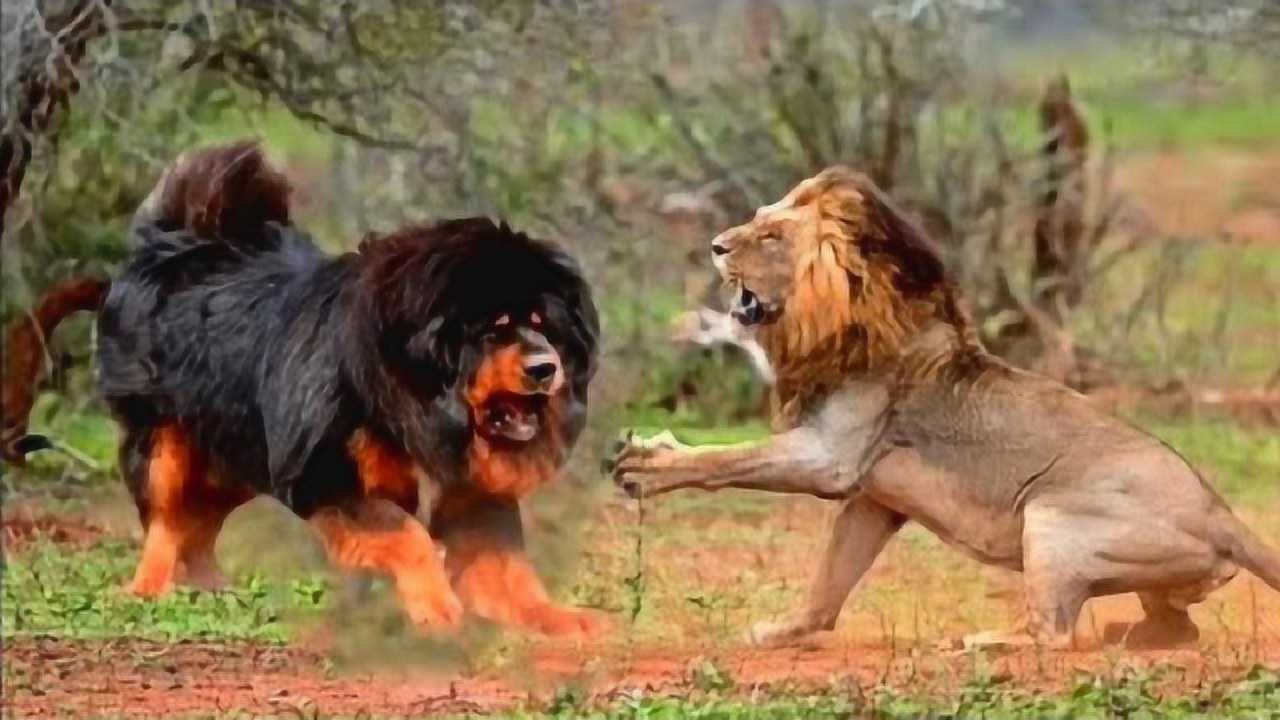鬼獒大战狮子,难道鬼獒比狮子厉害?结果会如何呢!