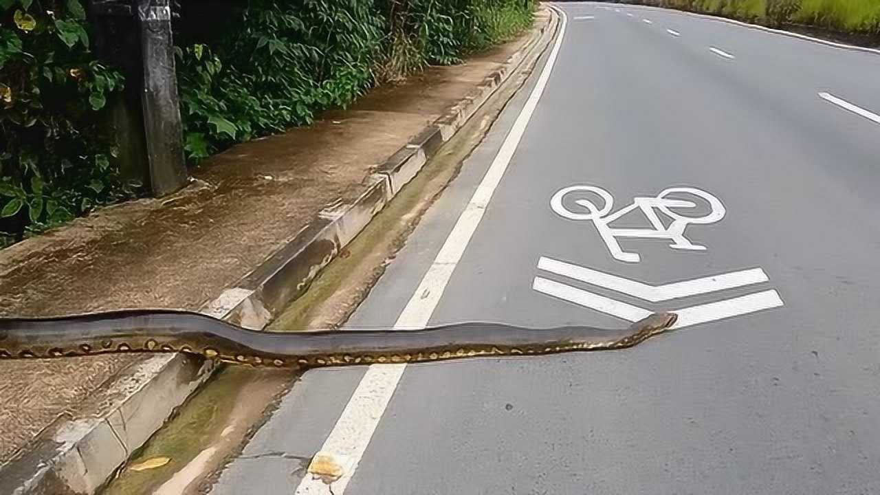 巴西巨蛇过马路爬到中间不动了