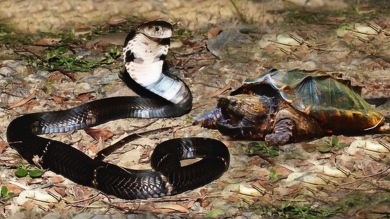 眼镜王蛇想攻击乌龟 结果反被乌龟吃了