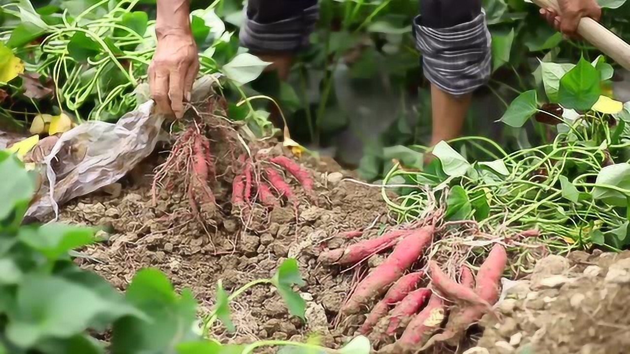 天目山香薯,原生态种植,绿色健康!