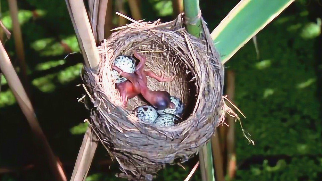 杜鹃幼鸟刚出生就会把原本芦苇莺的蛋全推出窝扔掉天生腹黑