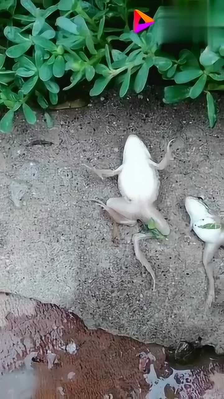 原来,青蛙睡觉也是这样卧躺的啊,简直是涨知识了!