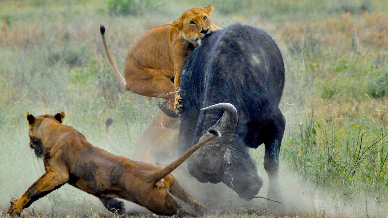 狮子家族将野牛合力围住却不知牛魔王的恐怖硬生生被插成深洞