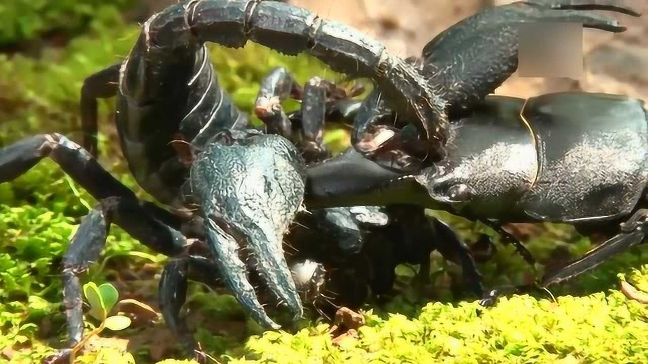 巨型甲虫vs蝎子,看谁更厉害?_腾讯视频