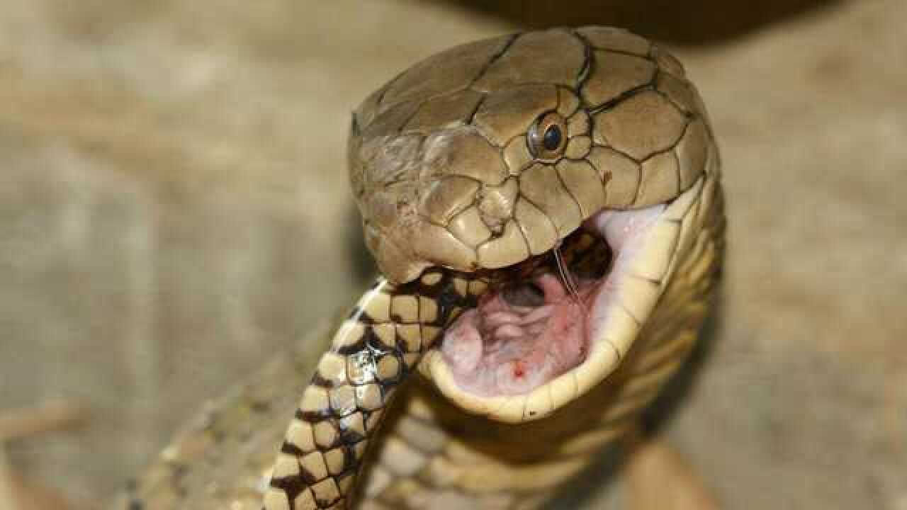 《自然传奇》巨毒之王响尾蛇,竟被地松鼠捉弄于鼓掌之间