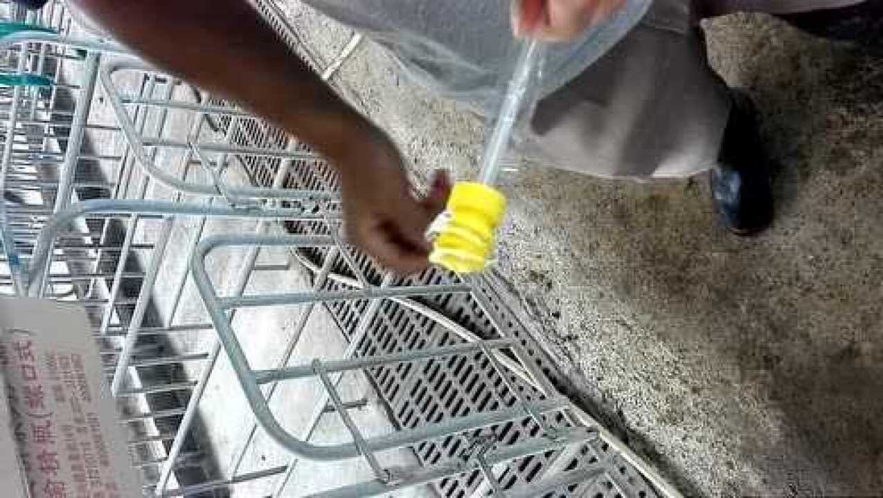 猪人工授精系列-输精_高清