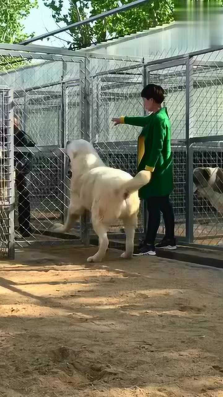 这狗大的不像话了人骑在狗背上直接就走了网友太霸气