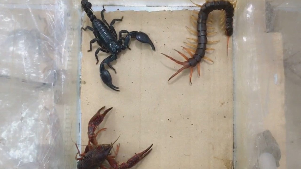 和五毒的霸主蝎子,蜈蚣正面一决胜负!