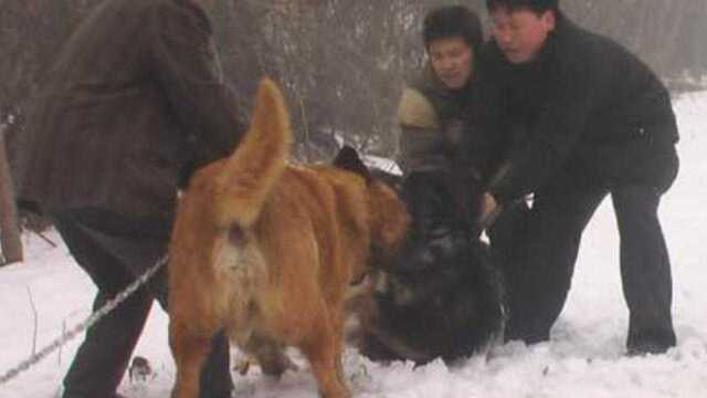 实拍高加索犬对战藏獒,场面简直太激烈了,镜头拍下全过程!