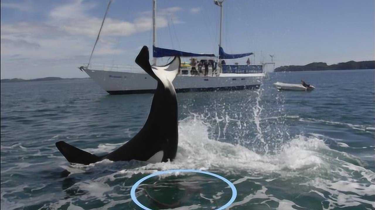 虎鲸会不会像鲨鱼一样吃人美国发生的虎鲸吃人被公开太恐怖
