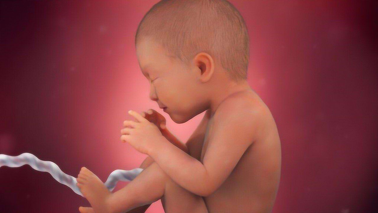 宝宝在母亲肚子中孕育全过程，不得不赞叹母亲的伟大_高清