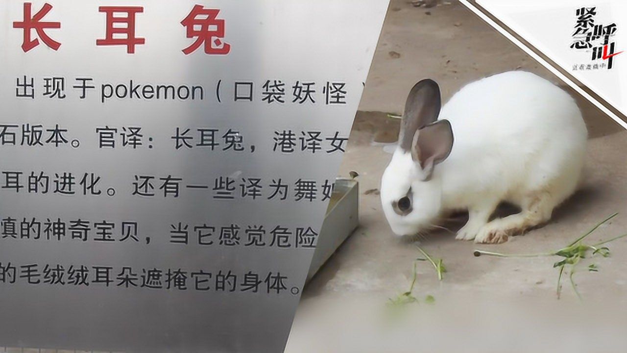 动物园那些事儿_Pokemon长耳兔现身廊坊动物园?园方:外包在网上抄的_高清1080P在线观看平台_腾讯视频