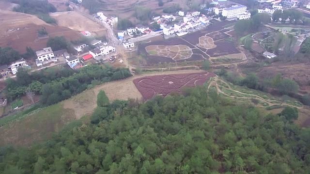 航拍河南淅川大山深处粉黛园