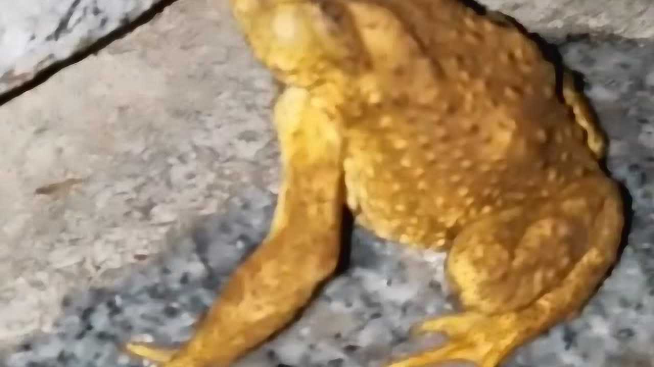 金蟾送财 谁见过真正的金黄色蟾蜍