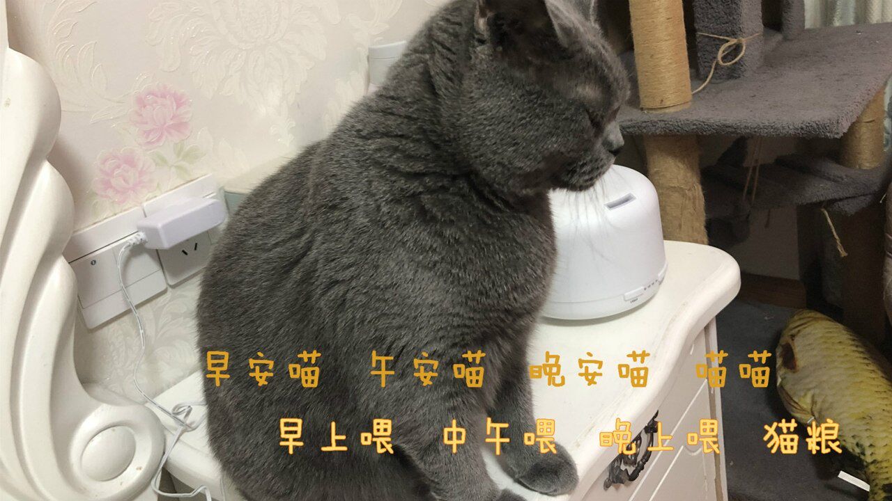 猫咪演绎歌曲《晚安喵》,早上喂中午喂晚上喂猫粮,猫:我爱猫粮!_腾讯视频