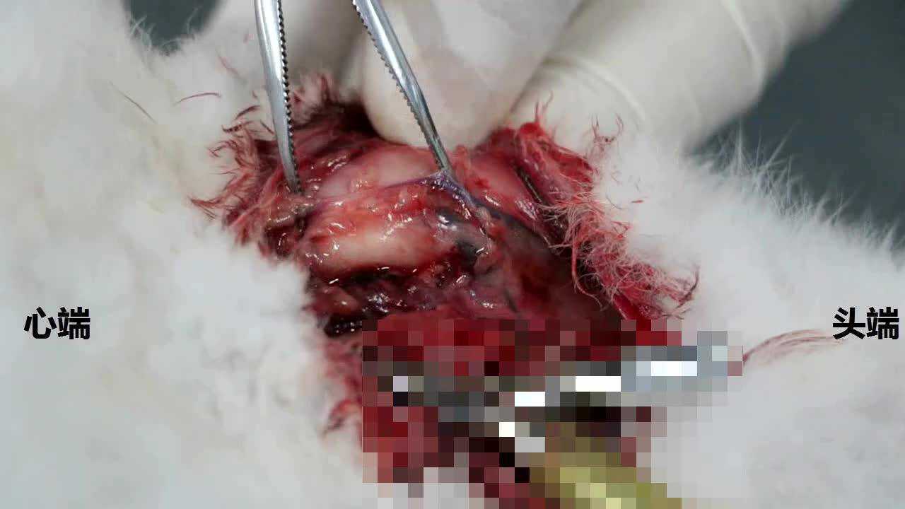 家兔颈外静脉插管术